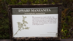 Arctostaphylos nummularia