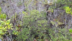 Arctostaphylos nummularia