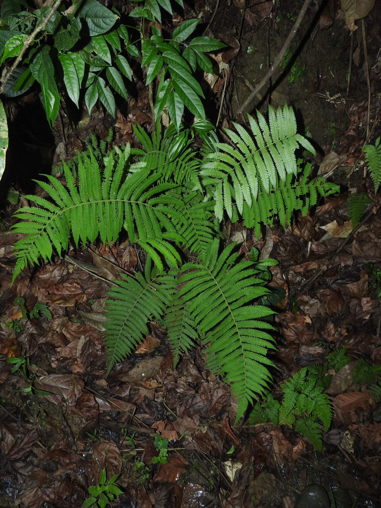 Christella hispidula
