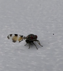 Pseudotephritis vau