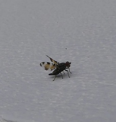 Pseudotephritis vau