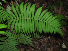 Christella hispidula