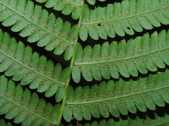 Christella hispidula