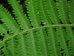 Christella hispidula