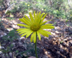 Doronicum plantagineum