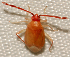 Ceratocapsus modestus