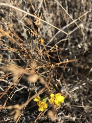 Deinandra pentactis