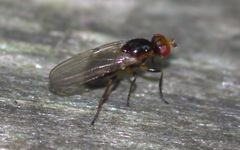 Piophilidae