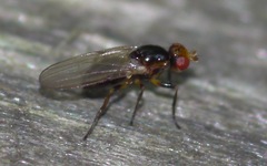 Piophilidae