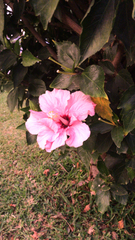 Hibiscus rosa-sinensis