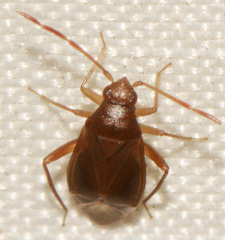 Ceratocapsus modestus