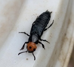 Creophilus erythrocephalus