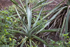 Agave sisalana