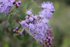 Chromolaena iridolepis
