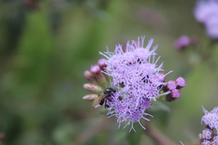 Chromolaena iridolepis