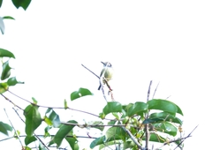 Myiornis auricularis