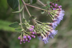 Chromolaena iridolepis