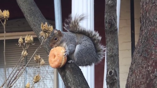 Eastern Gray Squirrel photographed in Pennsylvania