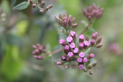 Chromolaena iridolepis