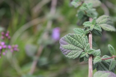 Chromolaena iridolepis