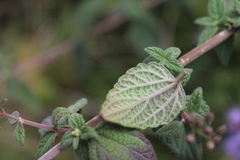 Chromolaena iridolepis