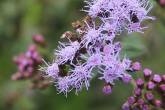 Chromolaena iridolepis