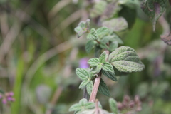 Chromolaena iridolepis