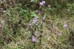 Chromolaena iridolepis