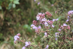 Chromolaena iridolepis