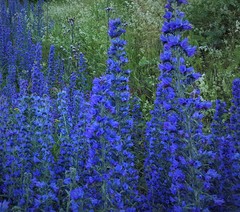 Echium vulgare