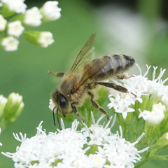 Apis mellifera