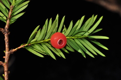 Taxus globosa