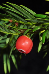 Taxus globosa