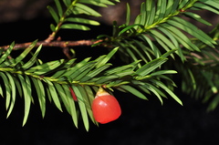Taxus globosa