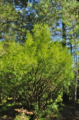Taxus globosa