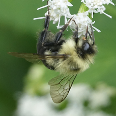Bombus impatiens