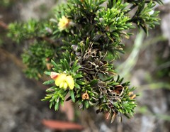 Phyllota pleurandroides