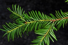 Taxus globosa