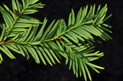 Taxus globosa