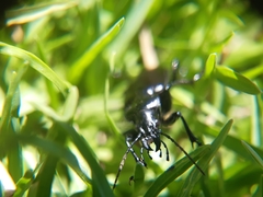Calosoma vagans