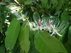 Capparis micracantha