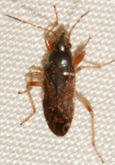 Perigenes constrictus