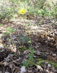 Doronicum plantagineum