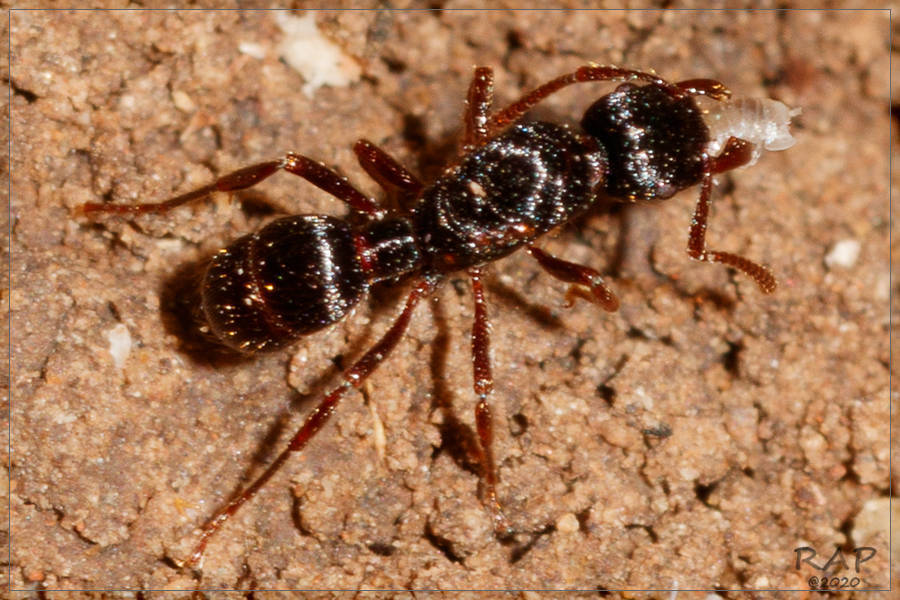 Ectatommini