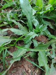 Eryngium foetidum