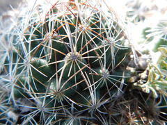 Coryphantha nickelsiae