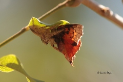 Hyllus
