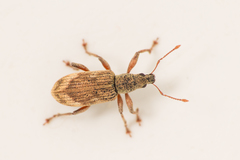 Polydrusus tereticollis