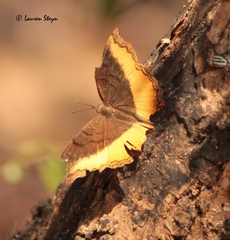 Eurytela dryope angulata
