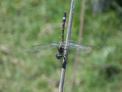 Micrathyria hypodidyma